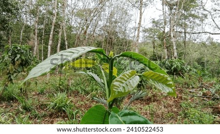 The leaves are oblong in shape, green in color and the base of the tip is tapered. The edges of the leaves are separated, because the tip of the stem is blunt. The leaf spines are pinnate, and have on