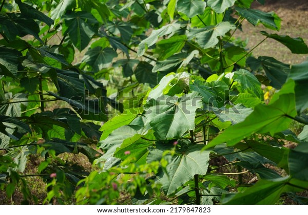 The leaves
of Ochroma pyramidale (balsa tree). Balsa is used as a protective
tree, for the manufacture of airplanes, life belts and buoys, for
the purposes of insulating
devices.