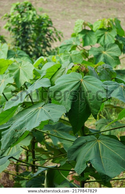 The leaves
of Ochroma pyramidale (balsa tree). Balsa is used as a protective
tree, for the manufacture of airplanes, life belts and buoys, for
the purposes of insulating
devices.
