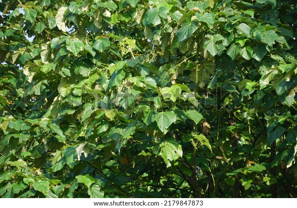 The leaves\
of Ochroma pyramidale (balsa tree). Balsa is used as a protective\
tree, for the manufacture of airplanes, life belts and buoys, for\
the purposes of insulating\
devices.