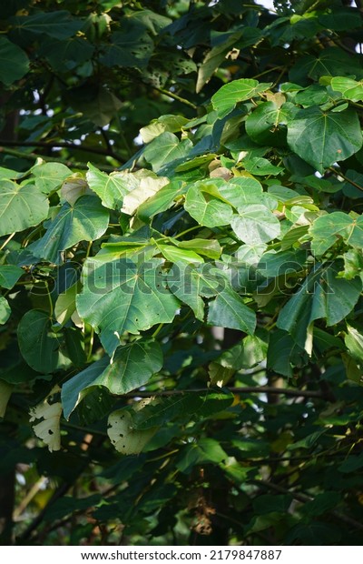 The leaves\
of Ochroma pyramidale (balsa tree). Balsa is used as a protective\
tree, for the manufacture of airplanes, life belts and buoys, for\
the purposes of insulating\
devices.