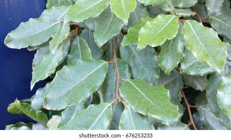 Leaves Of An Oleaster Plant