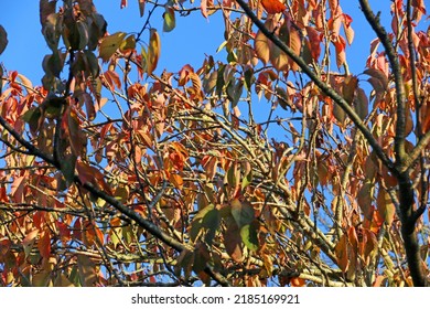Leaves on Beech trees in Autumn	