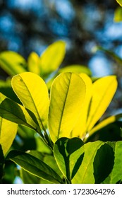 Leaves On The Branches Of Laurel Tree Hedge