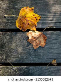 Leaves On Bridge At Matthaei Botanical Gardens