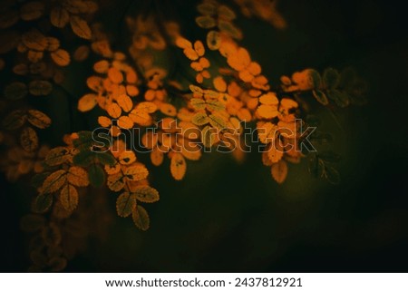 Similar – Image, Stock Photo November mood leaf twilight