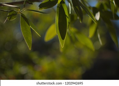 Leaves On A California Bay Laurel (in Santa Clara County)