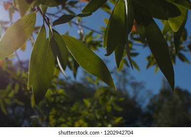 Leaves On A California Bay Laurel (in Santa Clara County)