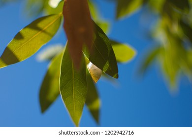 Leaves On A California Bay Laurel (in Santa Clara County)