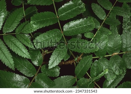 Leaves on dark background in forest. Dense green leaves in garden at night. Nature abstract background.