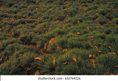 Leaves On Dark Green Grass Background