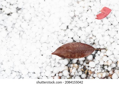 Leaves On Graupel, Dry Leaves On Top Of Hail