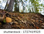 Leaves on the ground near lake Ahvenlampi, Joutseno, Finland