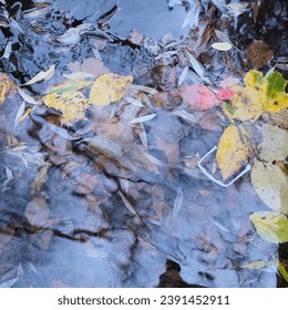 Leaves on the ground, outdoor - Powered by Shutterstock