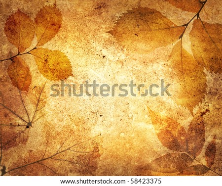 leaves on an old paper