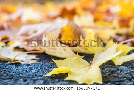 Leaves on the road slipping