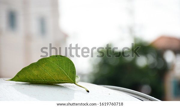 Leaves on the roof of the\
car