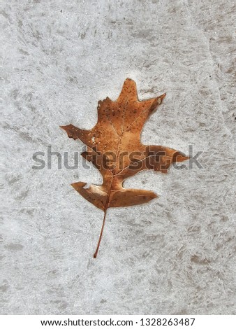 Similar – Image, Stock Photo A very special leaf