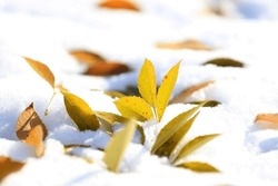Leaves On The Snow, Yellow Leaves On The Snow