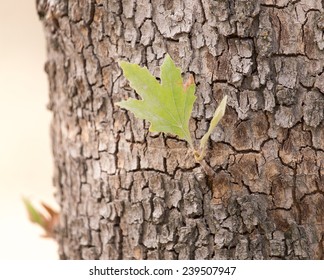 leaves on a tree