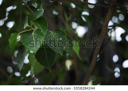 The leaves on the tree.