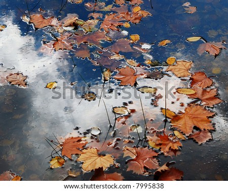 Similar – side by side Water Autumn