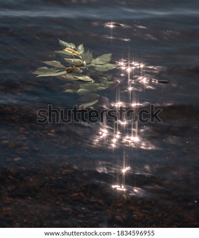 leaves on the water in thesun.