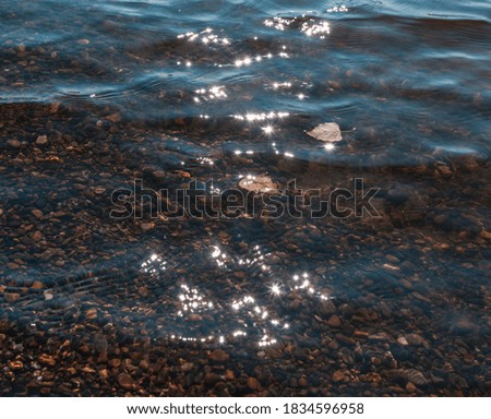 leaves on the water in thesun.