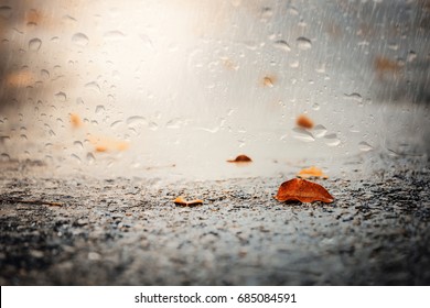 Leaves On Wet Ground.View Through The Window Of Strong Rainy Day.