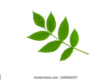 7,587,627 Green Branch Images, Stock Photos & Vectors 