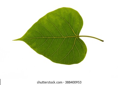leaves on a white background.