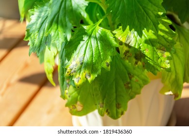 Leaves Of An Ornamental Flowering Plant In A Pot With An Infectious Disease, Dried Leaves In Spots