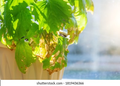 Leaves Of An Ornamental Flowering Plant In A Pot With An Infectious Disease, Dried Leaves In Spots