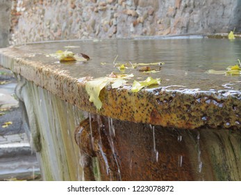 Leaves In Overflowing Stone Tub In Rome