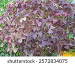 Leaves of Oxalis Triangularis (false shamrock), a popular house plant with purple colored leaves