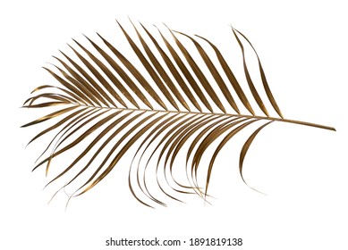 Leaves Of Palm Gold Color Tree On White Background.clipping Path