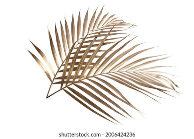 Leaves Of Palm Gold Color Tree On White Background.clipping Path