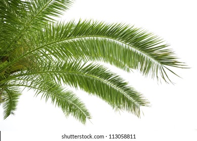 Leaves of palm tree isolated on white background