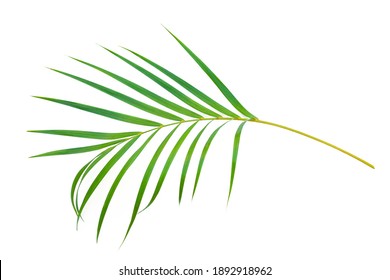 78,498 Curved tropical leaves Images, Stock Photos & Vectors | Shutterstock