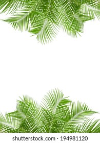 leaves of palm tree isolated on white background, clipping path included, design for border