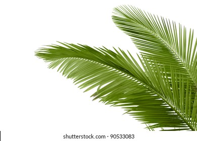 Similar Images, Stock Photos & Vectors of Palm trees isolated on white