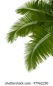 Leaves Of Palm Tree  Isolated On White Background