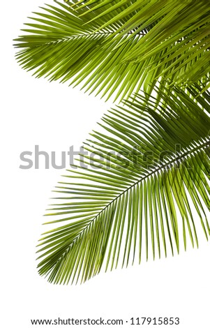 Leaves of palm tree  isolated on white background