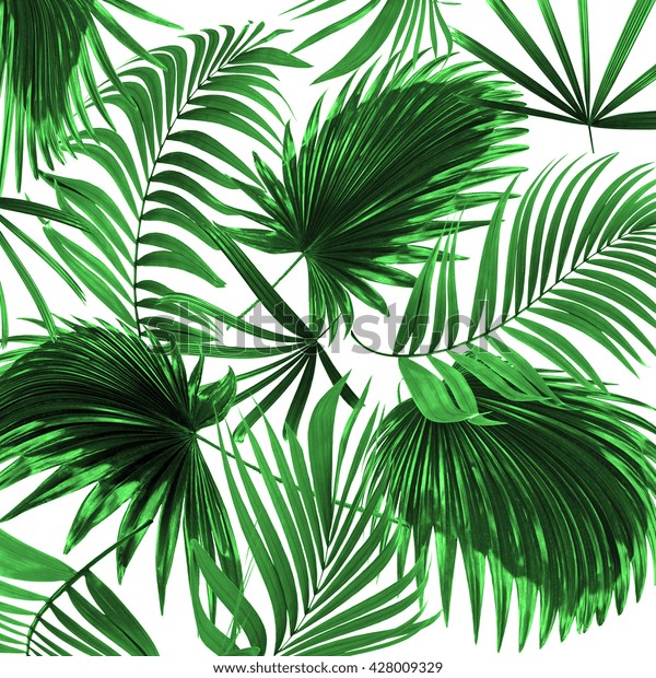 Leaves Palm Tree On White Background Stock Photo 428009329 | Shutterstock