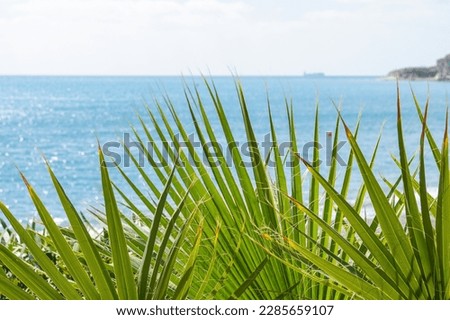 Leaves and palm trees with a warm turquoise sea and a picturesque cape in a misty haze in the background as a travel concept