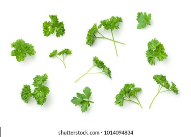 Leaves of parsley isolated on white background. Top view - Shutterstock ID 1014094834