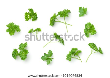 Leaves of parsley isolated on white background. Top view