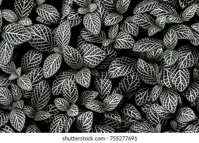 Leaves pattern on the surface