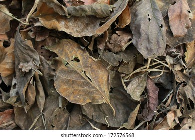 leaves pattern on the texture background 