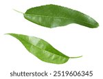 leaves of peach fruit isolated on white background. clipping path.